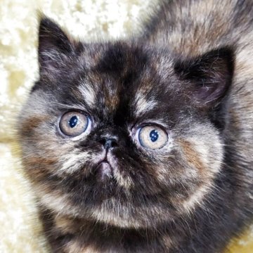 エキゾチックショートヘア【岡山県・女の子・2025年10月16日・トーティ（ショート）】の写真「しっかりとした体型の女の子です。」