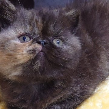 エキゾチックショートヘア【岡山県・女の子・2025年2月18日・トーティ（ショート）】の写真「かわいいトーティの女の子です。2色に分かれた顔のは」