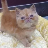 エキゾチックショートヘア