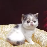 エキゾチックショートヘア