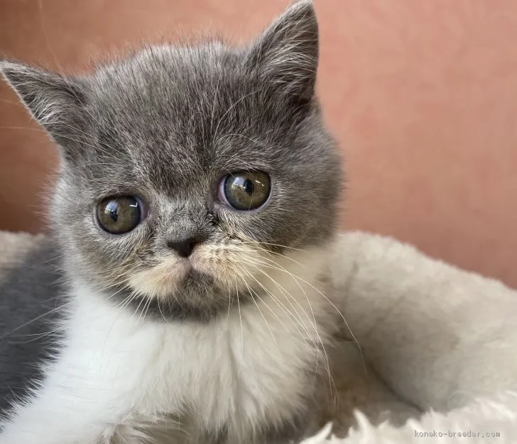 ID：1912-01265の子猫