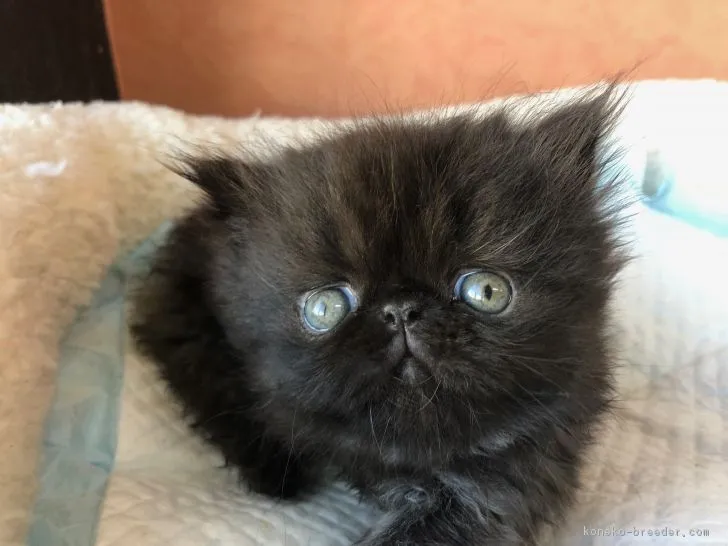 ID：1810-01405の子猫