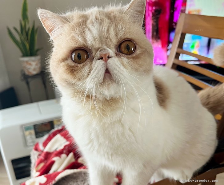 エキゾチックショートヘア【・女の子・2023年5月8日・クリーム&amp;ホワイト】