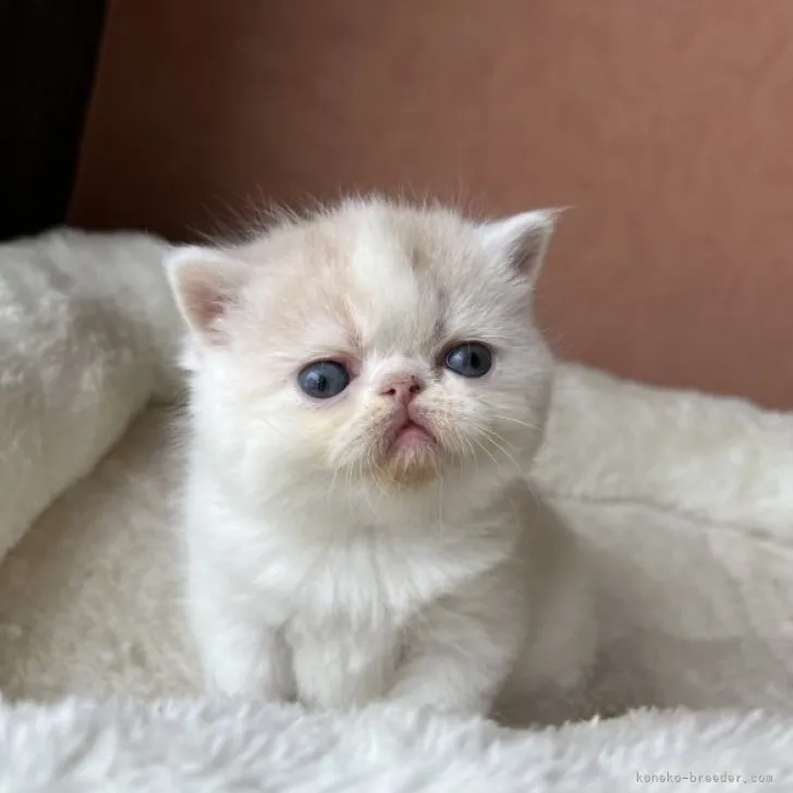 ID：2306-00644の子猫