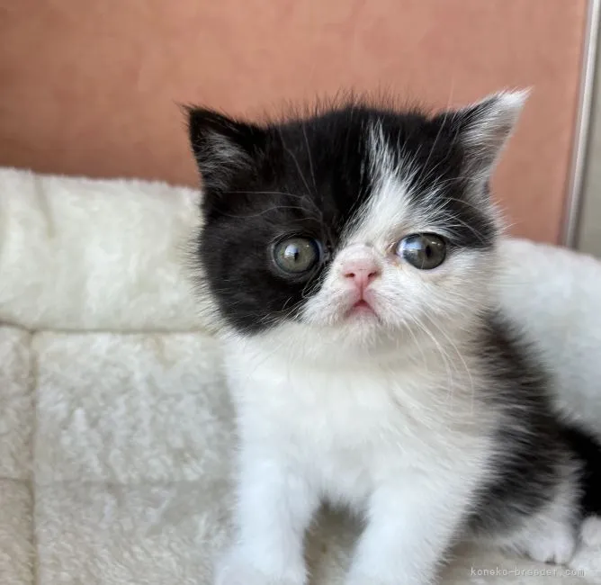 ID:2205-00808の子猫