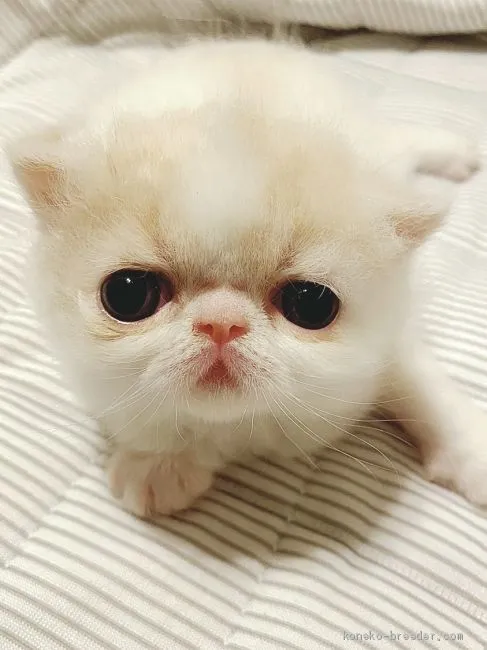 ID：2006-01240の子猫