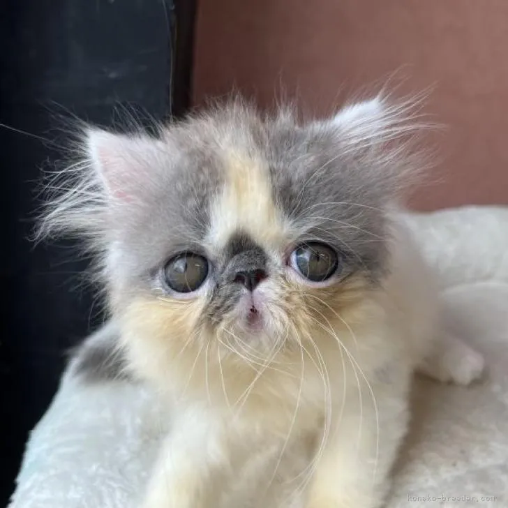 ID：2208-00523の子猫