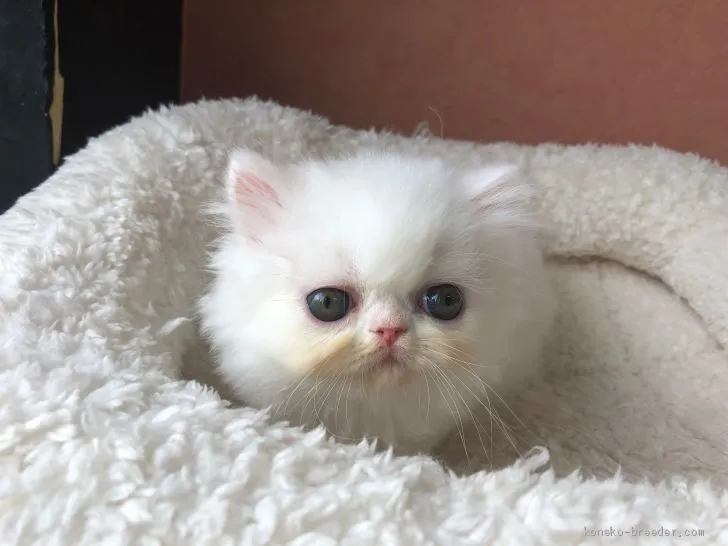 ID：1907-01117の子猫