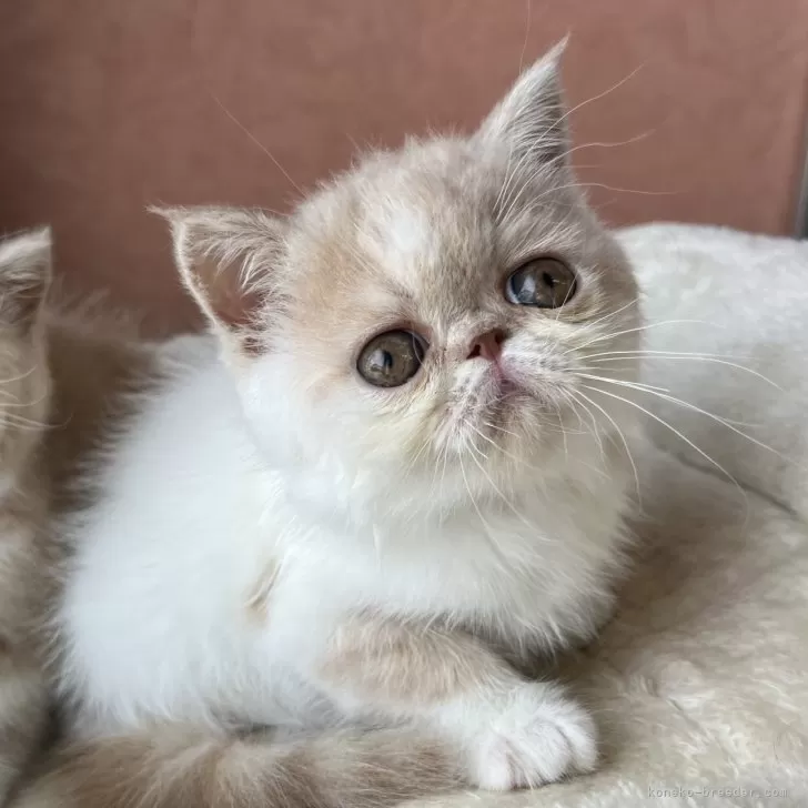 ID:2406-01358の子猫