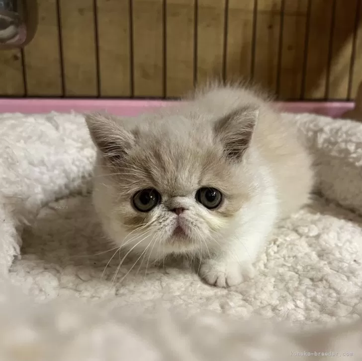 ID：2410-02695の子猫