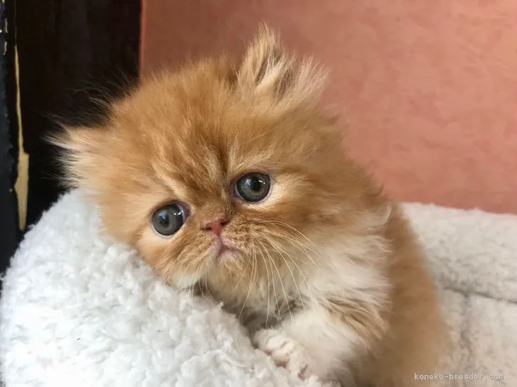 ID：1901-00577の子猫