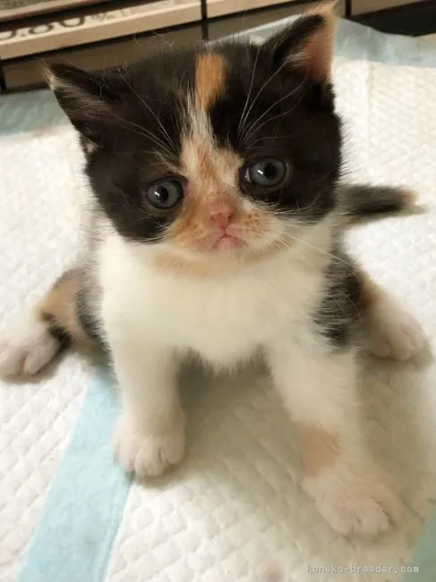 ID:1805-01089の子猫