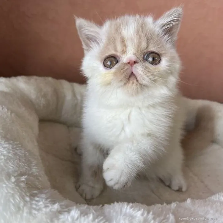 ID:2210-03035の子猫