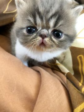エキゾチックショートヘア【大阪府・男の子・2018年4月17日・ブルータビー&ホワイト】の写真「大きなお目目でガタイもしっかり！！」