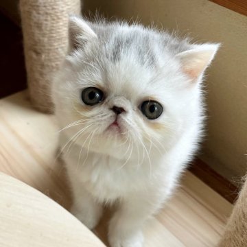 エキゾチックショートヘア【大阪府・男の子・2024年1月15日・ブルー&ホワイト】の写真「横広の良いタイプで大きなタレ目です！」