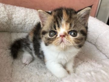 エキゾチックショートヘア【大阪府・女の子・2018年4月30日・キャリコ(タビーあり)（ショート）】の写真「とても大きなタレ目で癒されますよ！！」