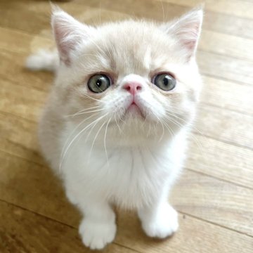 エキゾチックショートヘア【大阪府・男の子・2024年6月2日・クリーム&ホワイト】の写真「とても人懐こい甘えたな性格です♪」