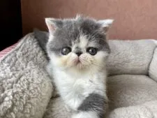 エキゾチックショートヘア【大阪府・女の子・2021年7月16日・ブルー&ホワイト】の写真1