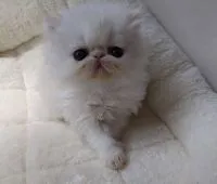 エキゾチックショートヘア【大阪府・男の子・2020年3月30日・ホワイト】の写真1