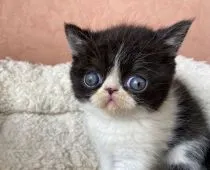 エキゾチックショートヘア【大阪府・男の子・2021年5月13日・ブラックアンドホワイト】の写真1