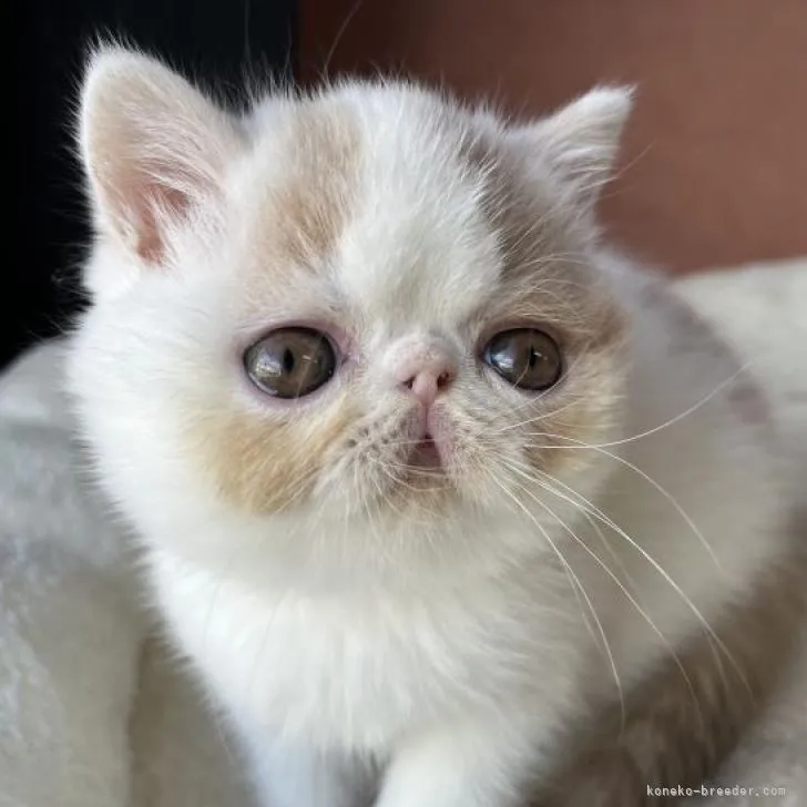 ID：2210-02969の子猫