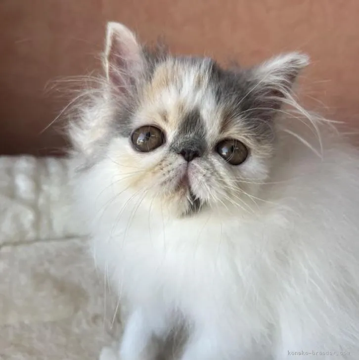 ID:2210-01572の子猫