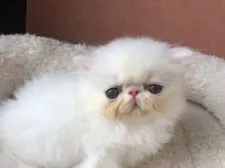 エキゾチックショートヘア【大阪府・男の子・2019年6月12日・ホワイト】の写真2