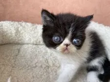 エキゾチックショートヘア【大阪府・男の子・2021年5月13日・ブラックアンドホワイト】の写真2