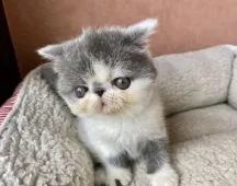 エキゾチックショートヘア【大阪府・女の子・2021年7月16日・ブルー&ホワイト】の写真3