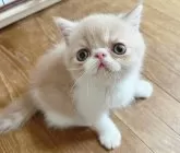 エキゾチックショートヘア【大阪府・男の子・2024年6月2日・クリーム&ホワイト】の写真3