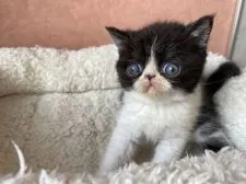 エキゾチックショートヘア【大阪府・男の子・2021年5月13日・ブラックアンドホワイト】の写真3