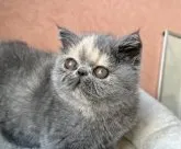 エキゾチックショートヘア【大阪府・女の子・2023年9月5日・ブルークリーム】の写真4