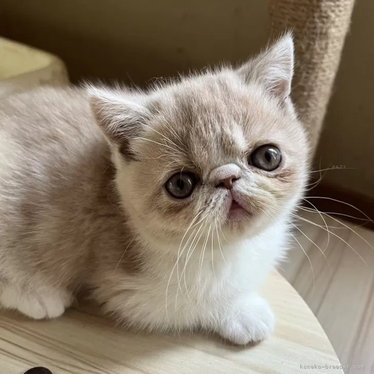 ID:2412-02269の子猫