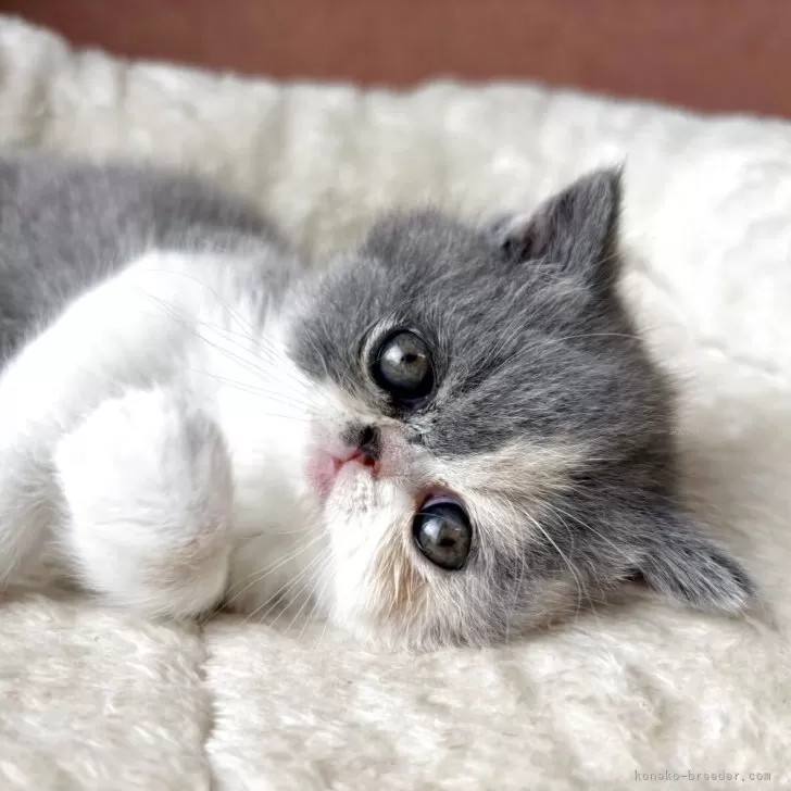 ID：2505-00643の子猫