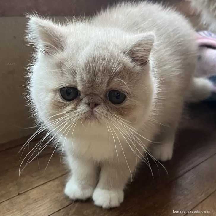 エキゾチックショートヘア【大阪府・男の子・2025年9月5日・クリーム&amp;ホワイト】の写真1