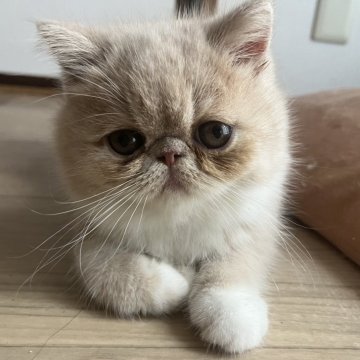 エキゾチックショートヘア【大阪府・男の子・2025年9月5日・クリーム&ホワイト】の写真「ムチムチコロコロボディ♪」