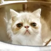 エキゾチックショートヘア
