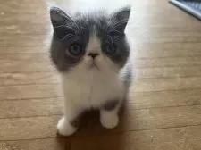 エキゾチックショートヘア【大阪府・女の子・2025年9月5日・ブルー&ホワイト】の写真3