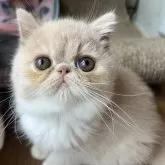 エキゾチックショートヘア【大阪府・男の子・2025年9月5日・クリーム&ホワイト】の写真3