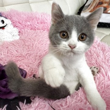 ブリティッシュショートヘア【群馬県・女の子・2025年6月13日・ブルー&ホワイト(ショート)】の写真「お残し検討中」