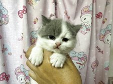 スコティッシュストレート