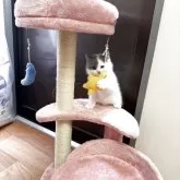 スコティッシュストレート