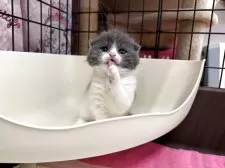 スコティッシュフォールド(折れ耳)【群馬県・女の子・2025年5月9日・ブルー&ホワイト】の写真2