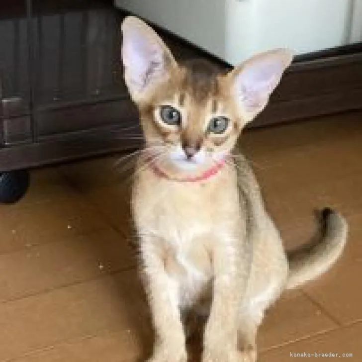 ID:2206-01943の子猫
