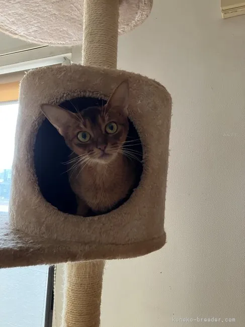 ミンシナ826 様のお迎えした子猫