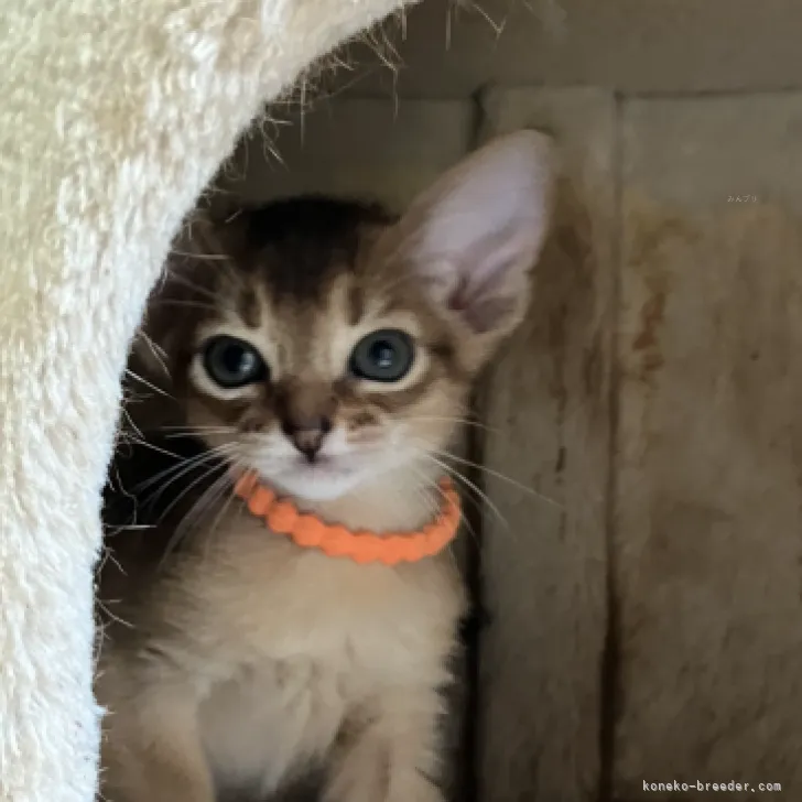 K.T 様のお迎えした子猫