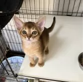 アビシニアン【千葉県・女の子・2024年5月8日・ルディ】の写真1