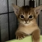 アビシニアン【千葉県・男の子・2024年8月24日・ルティ】の写真1