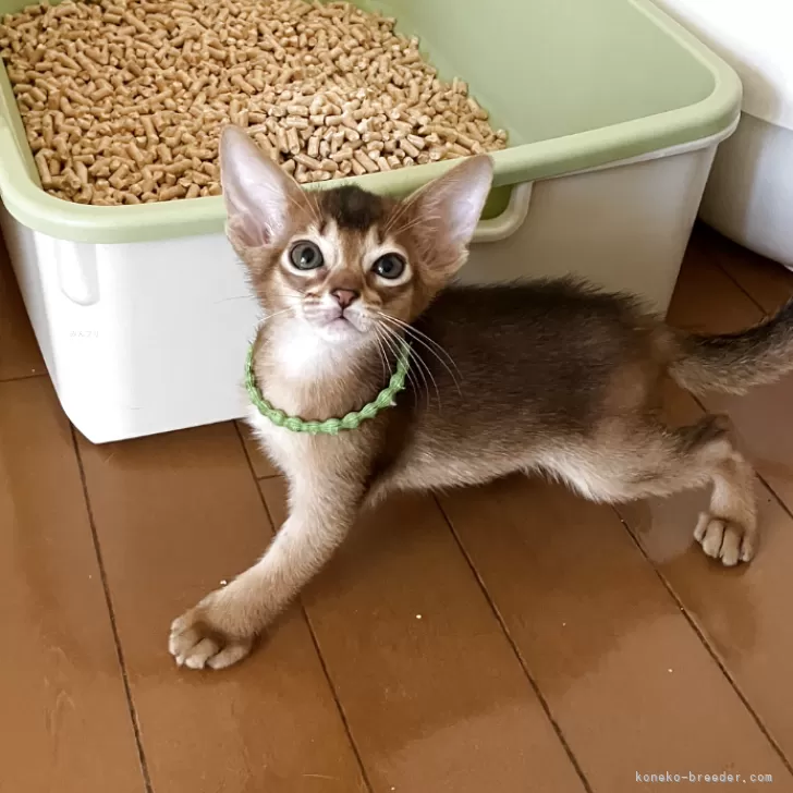 ID:2506-01655の子猫