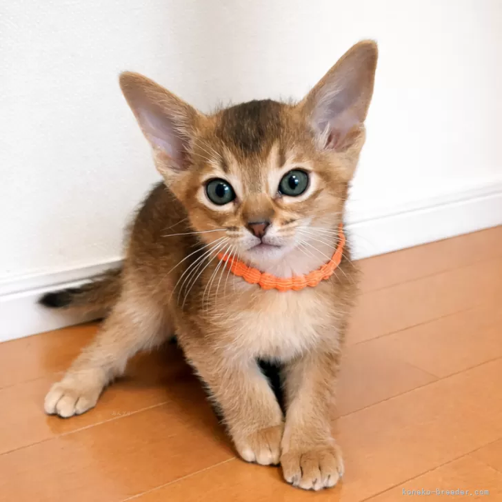 ID：2511-00213の子猫